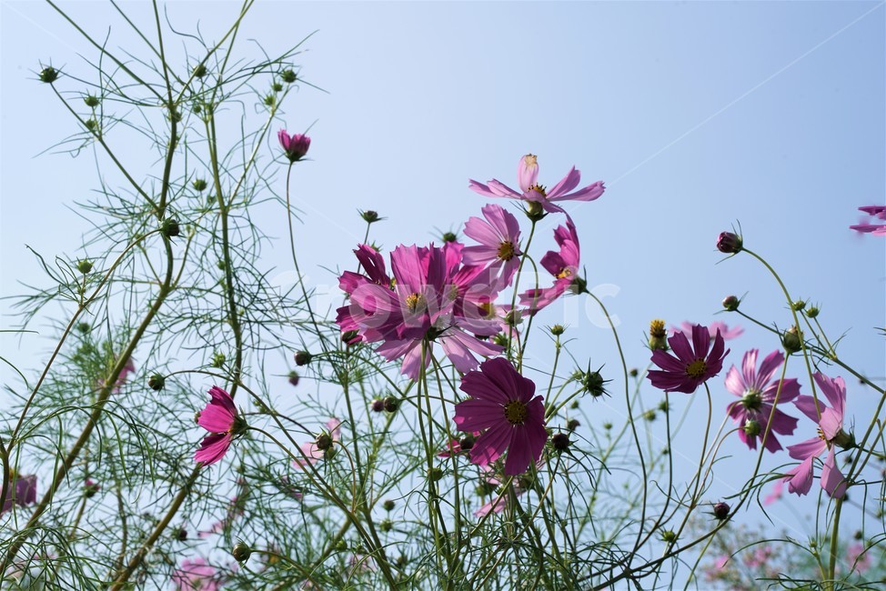 cosmos,flower,코스모스,꽃,두상화,국화과,가을,가을꽃,plant,식물,petal,꽃잎,식물,자연,plants,nature,꽃,flower