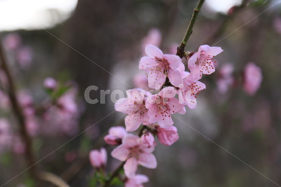 수덕사,수덕여관,이응로,복사꽃,연분홍복사꽃,사찰여행,꽃,봄,계절,spring,season,식물,자연,plants,nature,꽃,flower,plant,blossom
