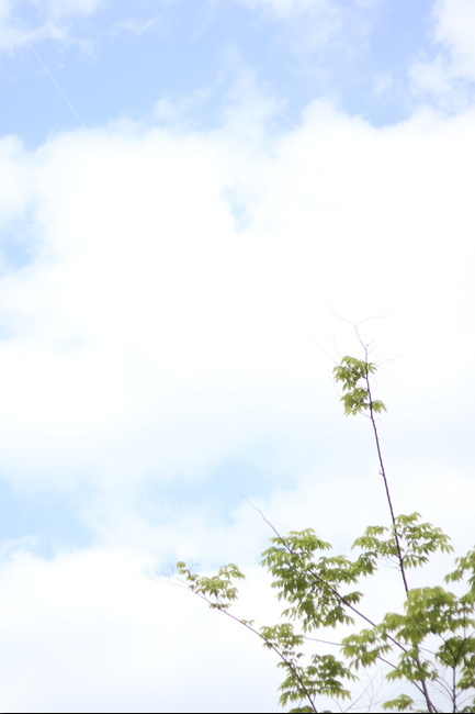 흰구름,파랑하늘,연두나무잎,바람,봄,자연,풍경,nature,landscape,식물,plants