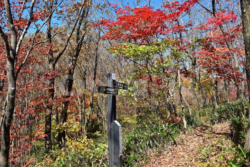 치악산,가을,풍경,단풍,탐방,국립공원,빨간단풍,파란하늘,가을색,오색,울긋불긋,알록달록,그림같은,칼라풀,뷰티플,아름다운,힐링,감성,자연,정취,산세,명산,100대명산,nature,산,등산,트레킹,풍경사진,가을사진,가을색채,가을의정취,맑음,청명,가을날씨,가을,계절,fall,autumn,season,자연,풍경,nature,landscape,한국자연풍경,한국자연경관,korea nature landscape,식물,plants,나무,trees,wood