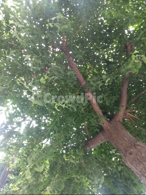 나무,하늘,가로수,자연,초록