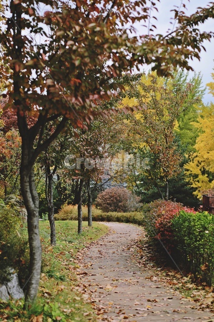 산책로,단풍,낙엽,colorfull,tree,trail,maple,fallenleaves,가을,계절,fall,autumn,season,나무,plant,식물,leaf,잎,tree trunk,나무 줄기