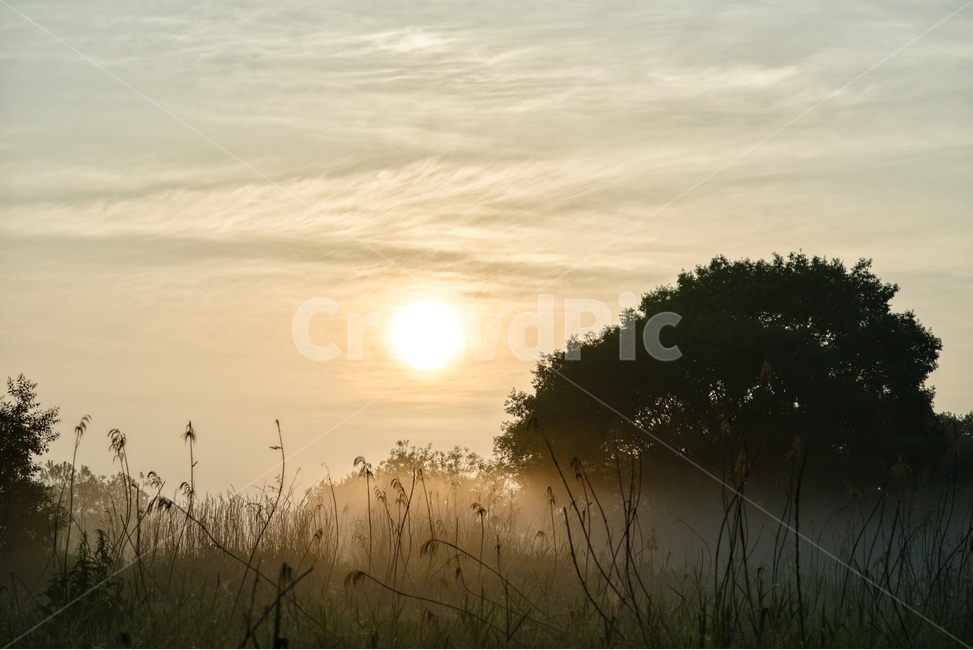 물안개,새벽,늪,일출,자연,풍경,몽환,자연,풍경,nature,landscape,outdoors,옥외,light,빛,flare,플레어