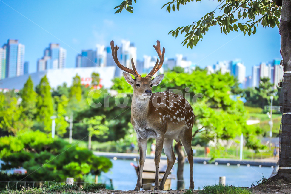 동물,사슴,밤비,공원,꽃사슴,자연,힐링,동물,animal,포유류,mammal