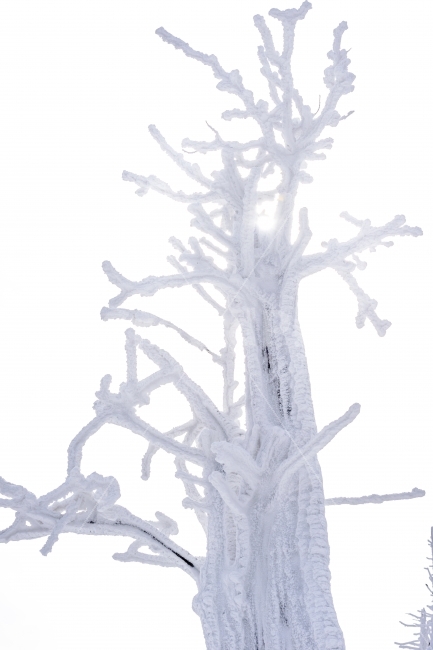 설경,눈꽃,풍경,감성,눈,겨울,계절,winter,season,식물,자연,plants,nature