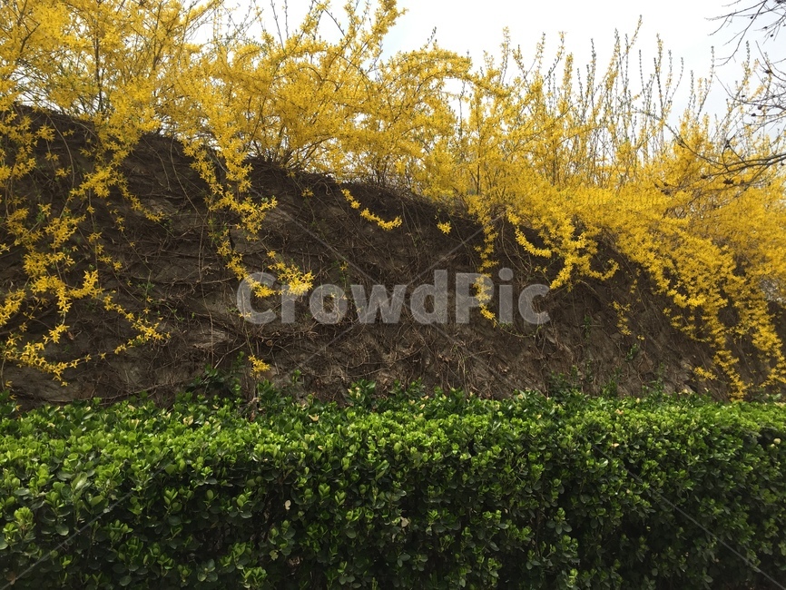 봄,꽃,개나리,풍경,꽃놀이,봄,계절,spring,season,식물,자연,plants,nature,꽃,flower,plant