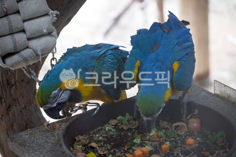 금강앵무,청금강앵무,앵무새,초식,조류,scarletmacaw