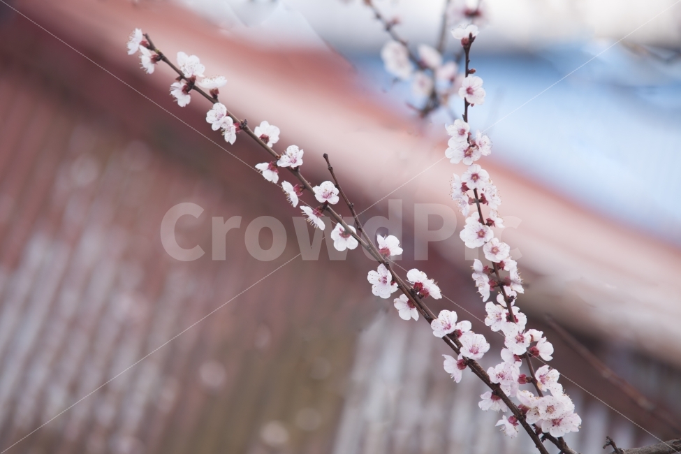 누끼,봄,벗꽃,양철,지붕,매화,식물,자연,plants,nature,봄,계절,spring,season,꽃,flower,plant