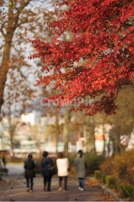 빨간색,가을,단풍,뒷모습,사람,거리,낙엽,fall,maple,street,풍경,나뭇잎,사람들,가을,계절,fall,autumn,season,tree,나무,plant,식물,leaf,잎