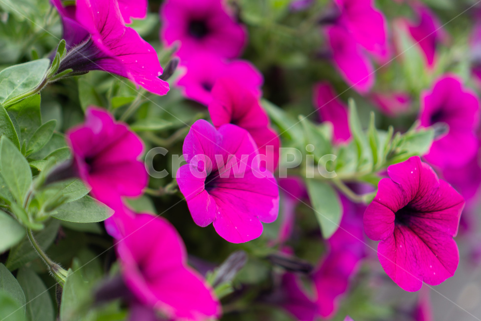 flower,geranium,제라늄,blossom,꽃,plant,식물