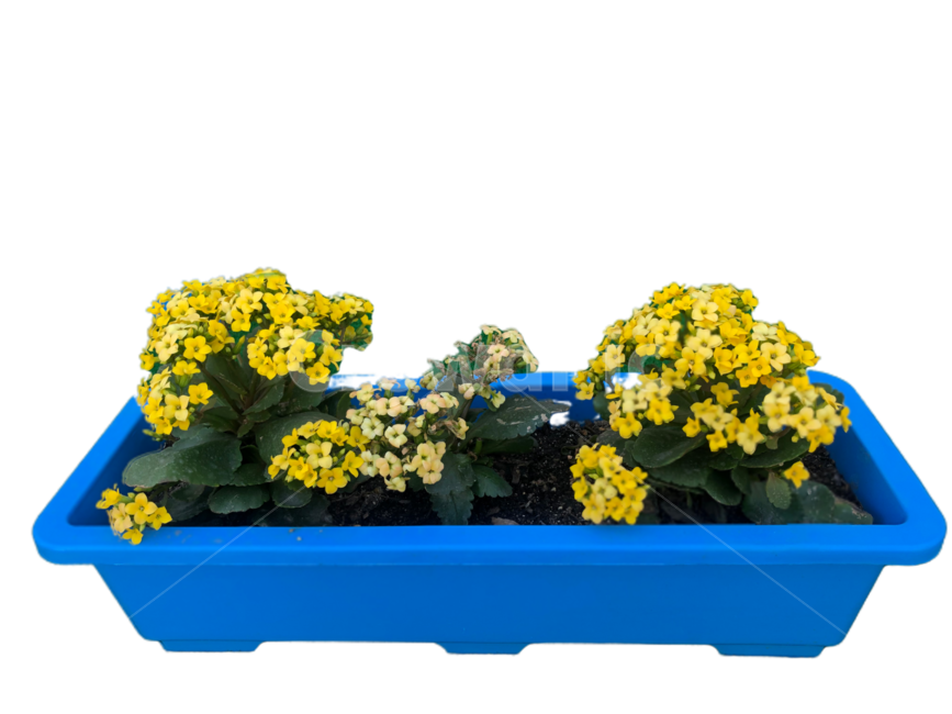 누끼,꽃,봄,노란꽃,화분,png,pot,grow,natural,fresh,plant,flowerpot,yellow,flower,spring,background,removed,pottedplant,blossom