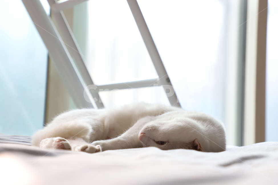 고양이,페르시안,오드아이,애완동물,반려동물