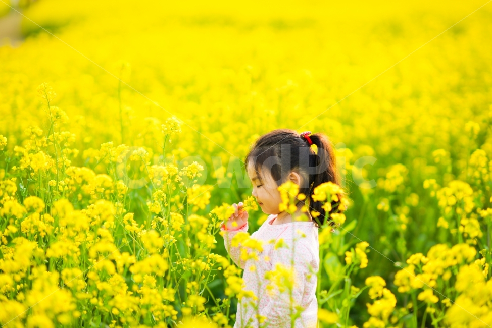 유채꽃,미호천,내딸,귀염둥이,사랑쟁이,애교쟁이,감성,꽃을사랑하는아이,봄,계절,spring,season,자연,풍경,nature,landscape,식물,plants,꽃,flower,사람,인물,인간,human,person,어린이,어린아이,child,children,kid,휴식,힐링,rest,relaxation,healing,field,들,grassland,목초지,outdoors,옥외