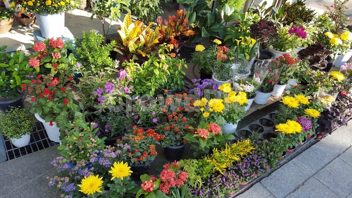 꽃집,꽃,식물,화분,봄,실내용화초,화분,화초,house plant