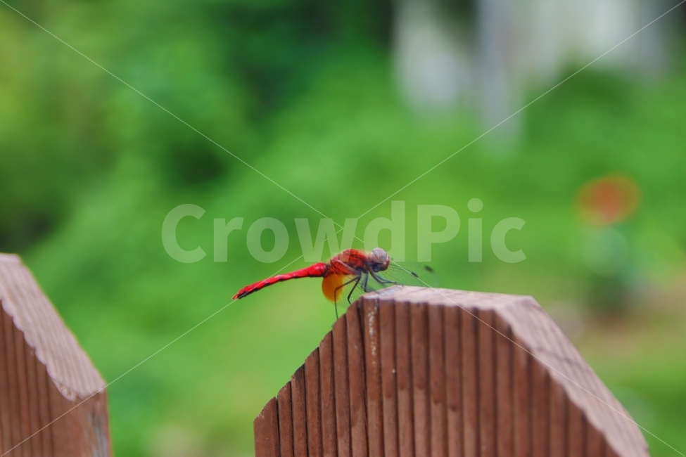 잠자리,고추잠자리,비비드,곤충,플라이,접사,자연,날개,동물,animal,곤충,벌레,insect,bug