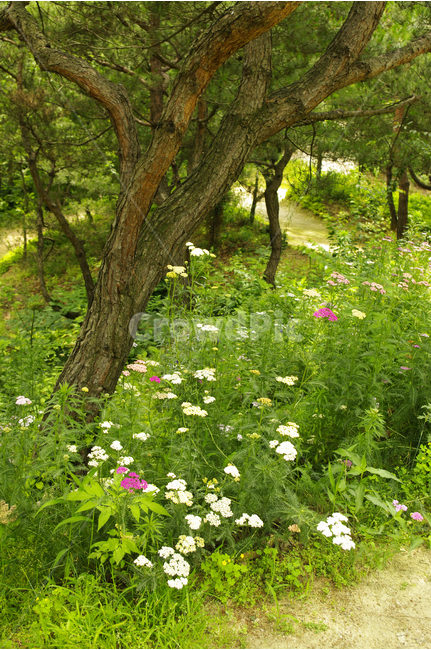 꽃,식물,flower,color,nature,자연,나무,꽃밭,식물,자연,plants,nature,나무,trees,wood