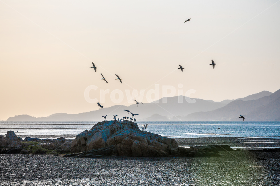 영종도,자연,풍경,갯벌,철새,낙조,석양,자연,풍경,nature,landscape,한국자연풍경,한국자연경관,korea nature landscape,동물,animal,조류,새,birds,bird,flying,나는