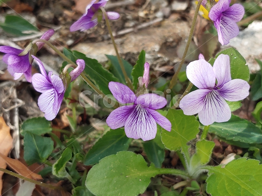 제비꽃,꽃,들꽃,식물,violet,pansy,보라빛꽃,flower,봄