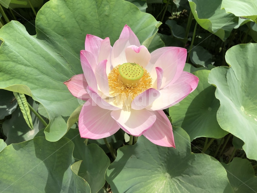 연꽃,연꽃축제,궁남지,꽃,수련