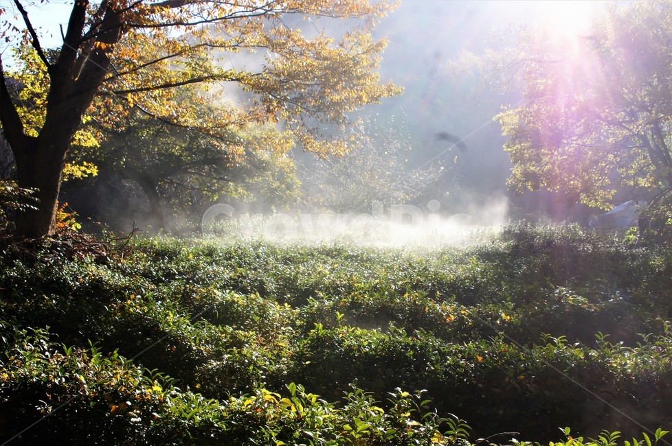 가을,단풍,나무,자연,식물,감성,자연풍경,풍경,trees,nature,autumn,season,emotion,아침빛,안개,녹차,자연,풍경,nature,landscape,light,빛,flare,플레어,weather,날씨