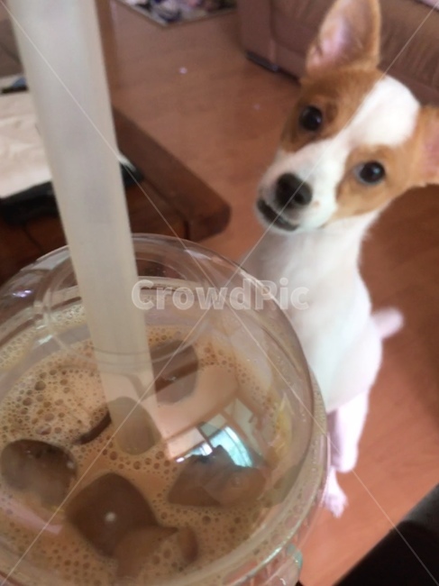 커피,강아지,귀여운강아지,동물,믹스견