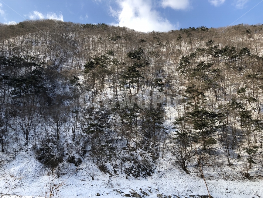 풍경,수채화,절경,겨울,산,겨울,계절,winter,season,자연,풍경,nature,landscape,한국자연풍경,한국자연경관,korea nature landscape,tree,나무,plant,식물,fir,전나무,abies,아비,outdoors,옥외