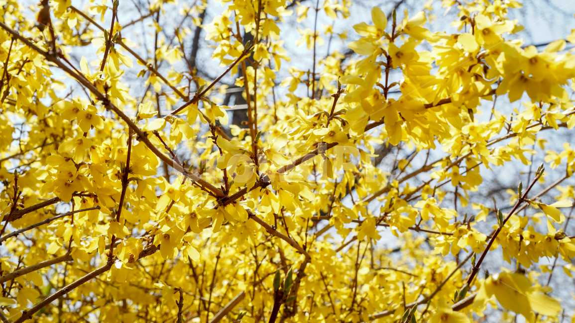 flower,봄,꽃,감성,tree,spring,계절,나무
