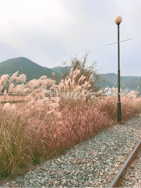 갈대,가을,풍경,시골,낭만,하늘,가을,계절,fall,autumn,season,자연,풍경,nature,landscape,gravel,자갈,road,도로,dirt road,흙길