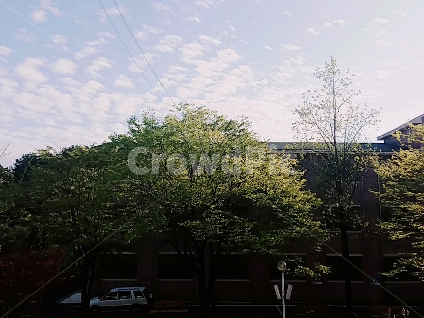 하늘,나무,구름,sky,tree,학교,풍경,경기도,여주,세종고,낮,아침,맑은날,고등학교,자동차