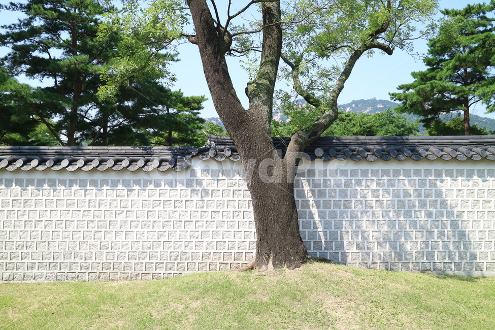 고궁,궁전,한국전통,한국,건축,건물,동양건축,전통가옥,한옥,문화재,담,담장,전통,민속,한국의고궁,벽,한국전통,한국문화,korean traditional,korean culture,건축물,건물외관,exterior,building,structure,architecture,construction