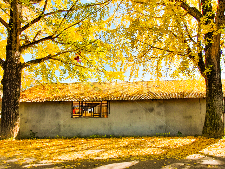 은행나무,나무,nature,자연,outdoors,옥외,countryside,building,건물,피난처,shelter,농촌,rural,tree,plant,식물,계절,가을,길,cloud,road,도로,은행나무길,풍경,잎,은행나무숲,abies,conifer,전나무,fir,산책길,인도,단풍,은행,가을,계절,fall,autumn,season