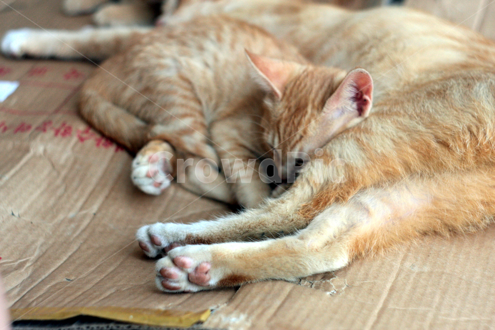 고양이,아기고양이,kitten,낮잠,평화로운,동물,animal,포유류,mammal,고양이,cat,kitten,kitty