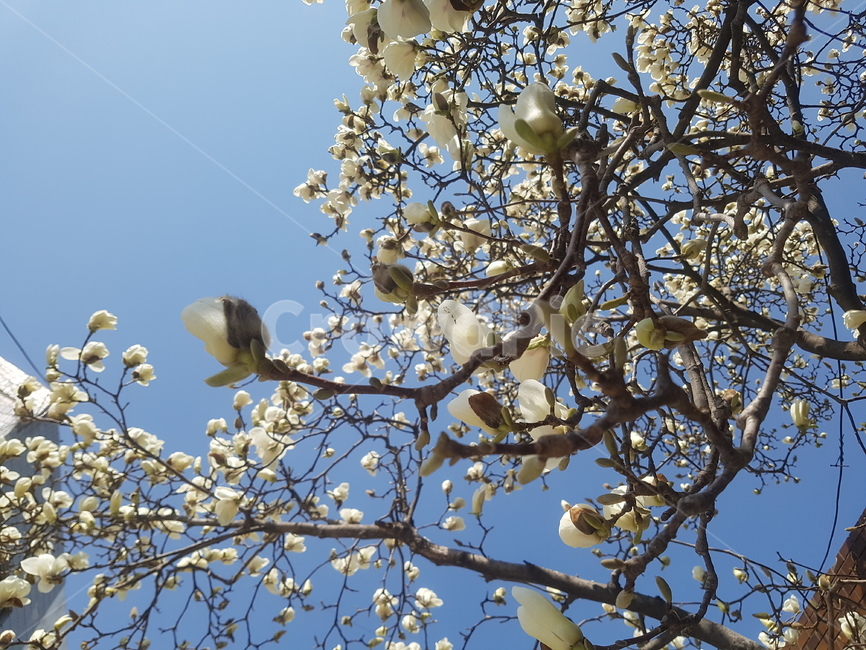 봄,spring,꽃,flower,목련,목련꽃,봄,계절,spring,season,식물,자연,plants,nature,꽃,flower