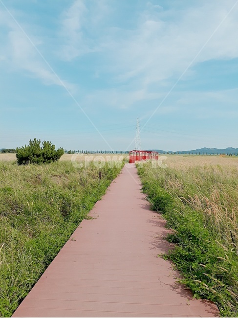 path,통로,자연,nature,공원,억새풀,갈대,갈대숲,습지,park,하늘,sky,green,blue,길,road