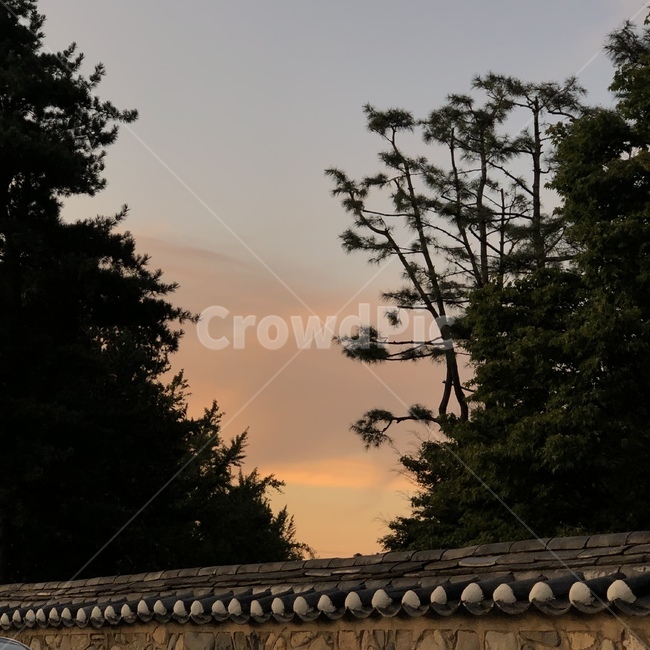 해질녘,노을,주황색,나무,한옥,plant,tree,sunset,돌담길,풍경