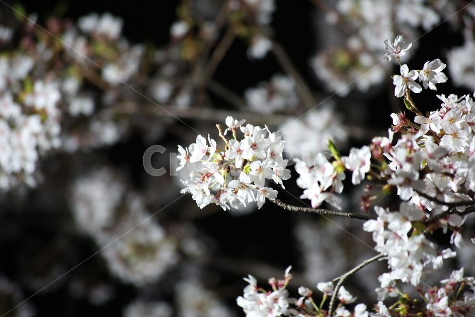 봄,벚꽃,야경,꽃,야간촬영,흰색,흰꽃,봄,계절,spring,season,식물,자연,plants,nature,꽃,flower,plant,blossom