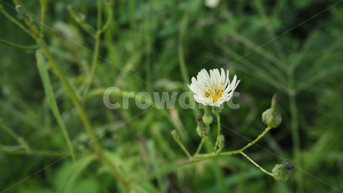 야생화,꽃,식물,wildflower,flower,plant,식물,자연,plants,nature,꽃,flower
