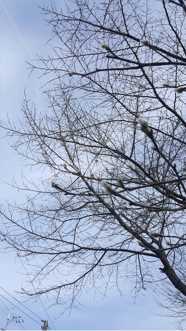 나무,하늘,봄,목련꽃봉오리,꽃봉오리,flowers,bud,spring,sky,korea
