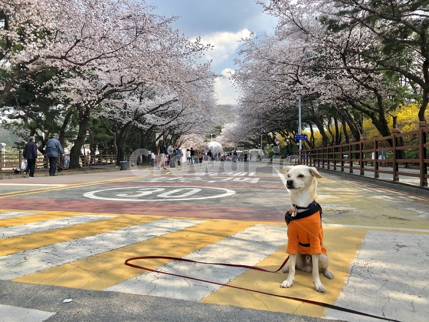봄,강아지,진돗개,믹스견,꽃,벚꽃,봄산책,봄소풍,하늘,구름,푸름,맑음,도로,공원,식물,아스팔트,동물,animal,포유류,mammal,개,강아지,dog,doggy