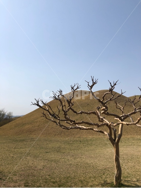 경주,대릉원,나무,잔디,봄,가을