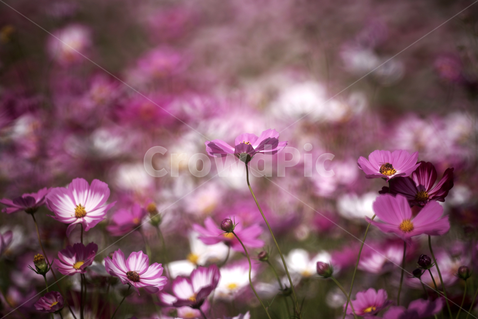 코스모스,꽃,식물,가을,계절,감성,자연,가을,계절,fall,autumn,season,식물,자연,plants,nature,꽃,flower,blossom,geranium,제라늄,plant