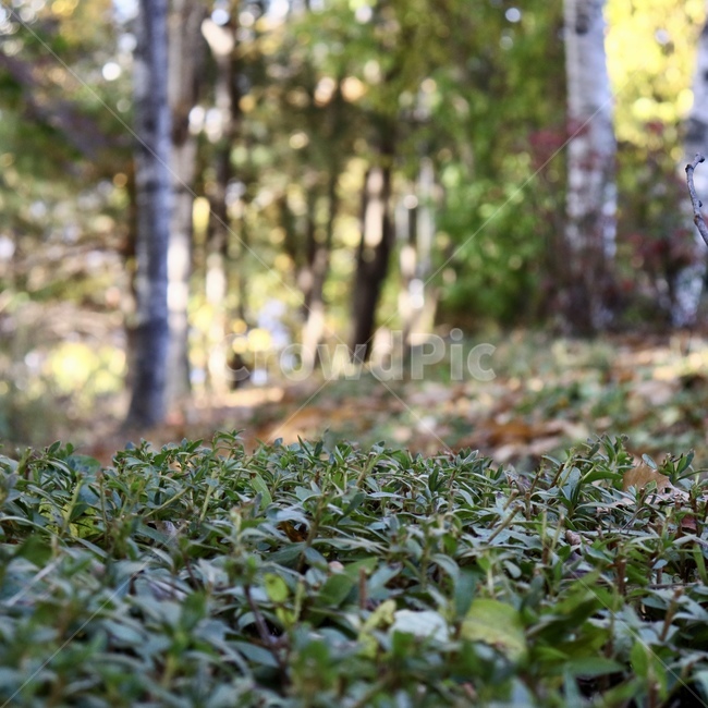 plant,식물,vegetation,초목,풀잎