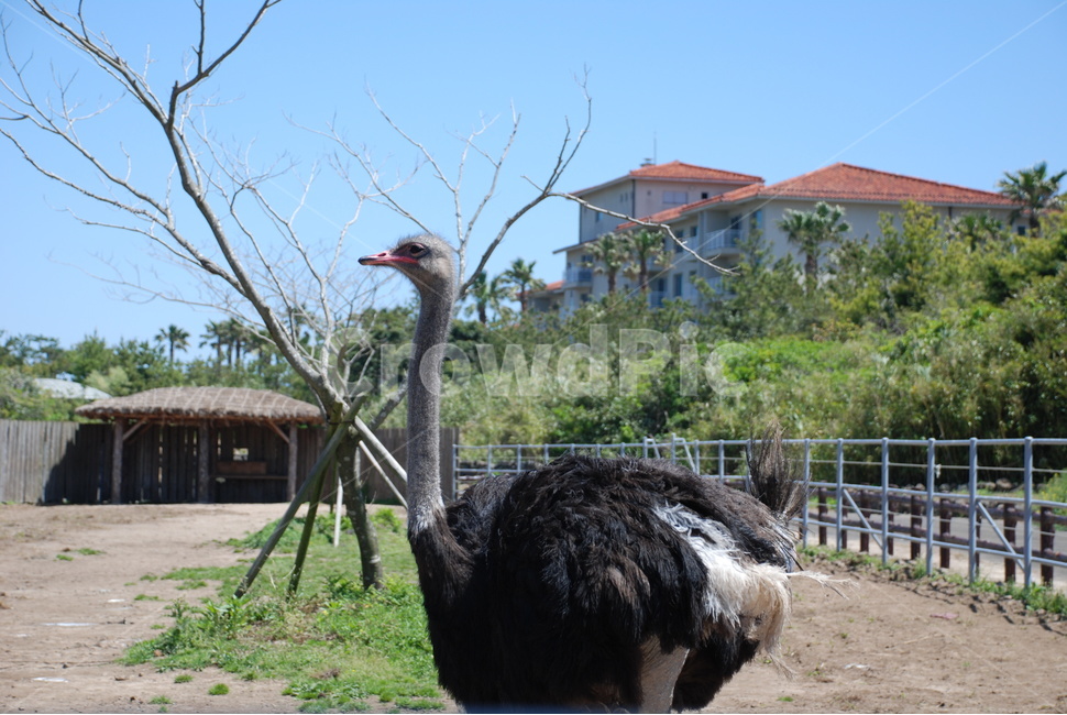 타조,조류,동물원,동물,새,동물,animal,조류,새,birds