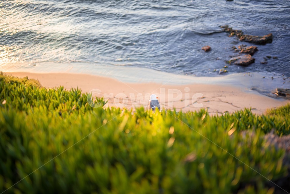 grass,잔디,plant,식물,water,ocean,대양,outdoors,바다,sea,자연,nature,shoreline,해안선,갈매기,자연,풍경,nature,landscape