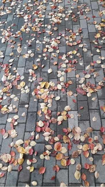 가을,단풍,산책,동네,마실,풍경,도시,가을,계절,fall,autumn,season