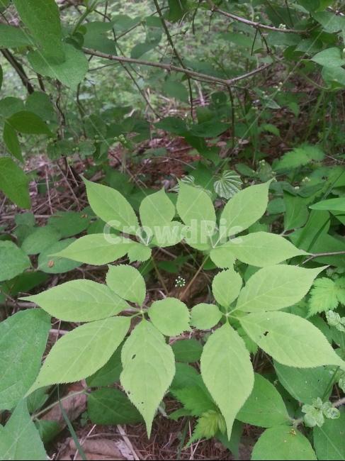 산삼,야생산삼,자연산삼,4구산삼,산삼잎,산삼열매,산삼꽃,식물,자연,plants,nature