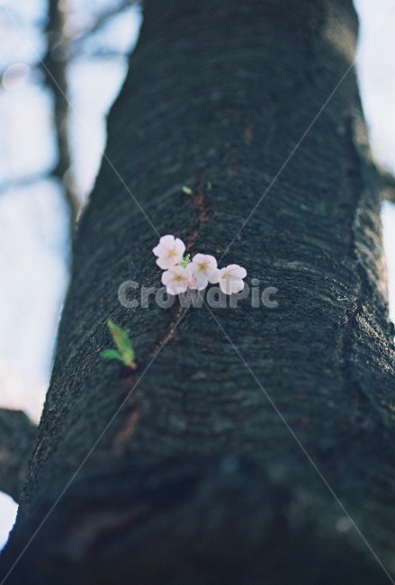벗꽃,봄,꽃,식물,cherryblossom,spring,season,봄,계절,spring,season,식물,자연,plants,nature,꽃,flower,나무,trees,wood,감성,sensible,feeling,plant,blossom,cherry blossom,벚꽃