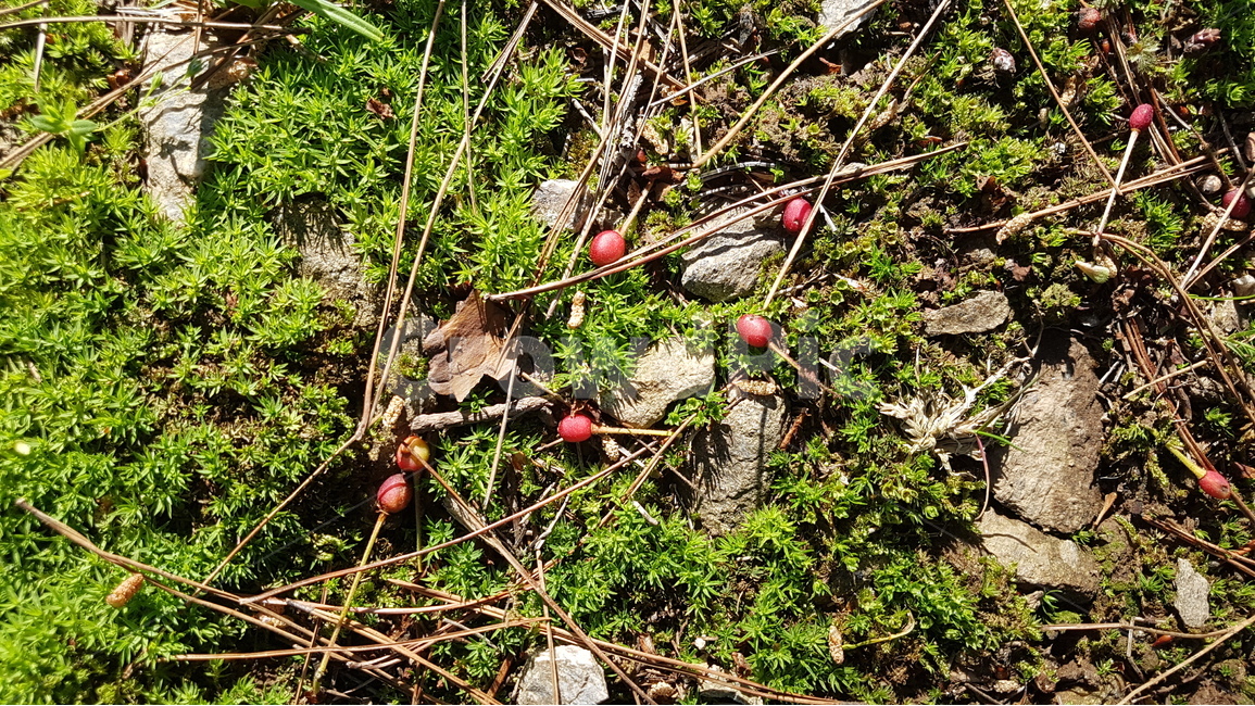 이끼,자연,열매,땅,식물,nature,plants,moss,식물,자연,plants,nature,과일,열매,fruit