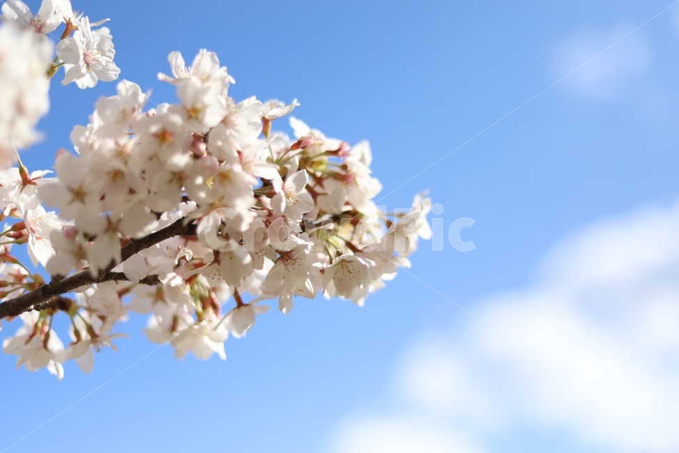 벚꽃,분홍,팝콘,하늘,꽃놀이,핑크,자연,풍경,nature,landscape,꽃,flower,나무,trees,wood,plant,식물