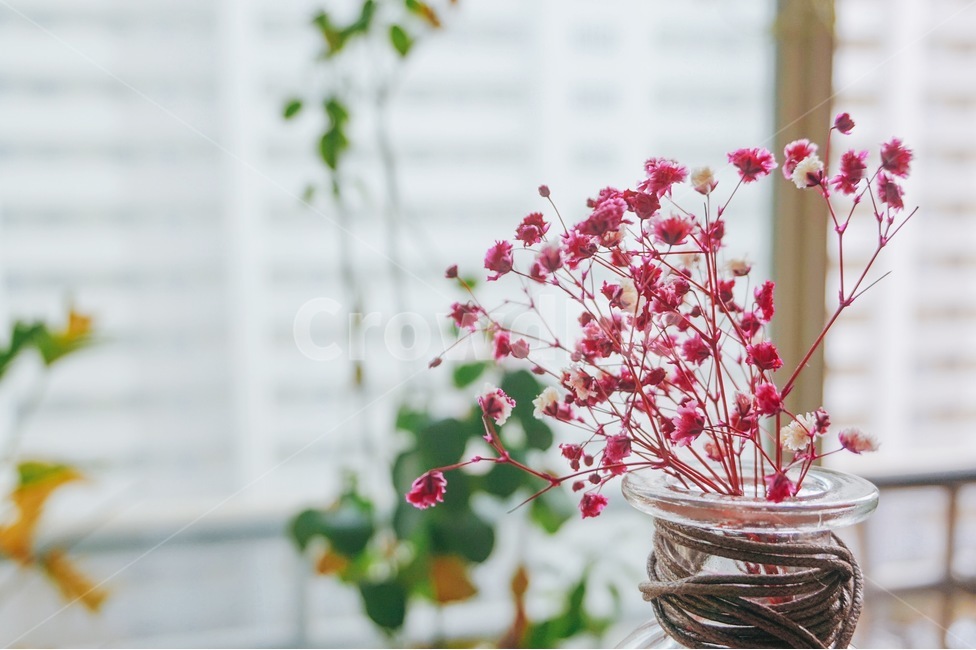 드라이플라워,봄,꽃,아웃포커스,색안개꽃,식물,자연,plants,nature,꽃,flower,실내용화초,화분,화초,house plant,감성,sensible,feeling,인테리어,실내디자인,interior design